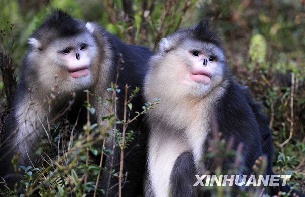 西藏芒康滇金丝猴数量逐年增多 数量已达600余