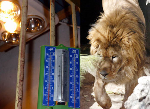 罗布林卡动物园的热带动物过冬有保障