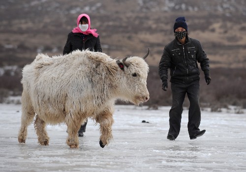 甘肃天祝藏族自治县独有珍稀白牦牛数量突破4