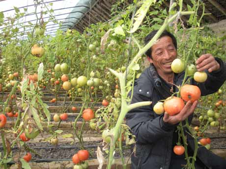 以前种植大棚,因为夫妻俩人不懂技术