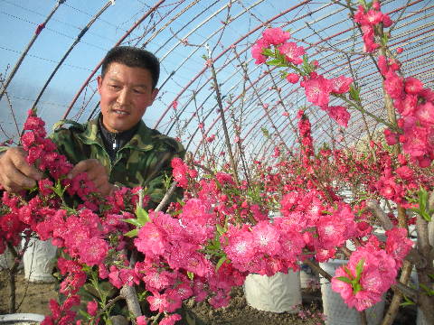 巩留县牛场温室桃花朵朵开（图）