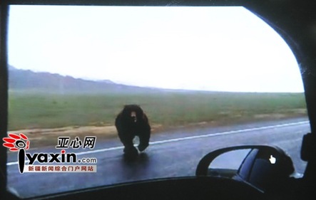 新疆额敏县公路上有棕熊出没 突袭过往车辆