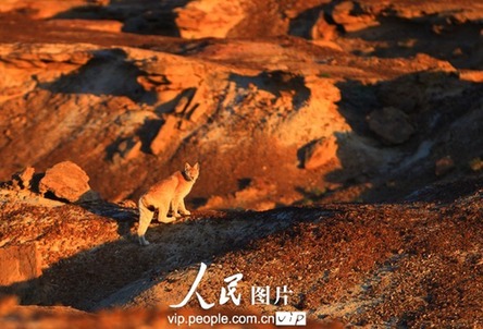 难得一见!新疆阿勒泰五彩湾景区惊现猞猁(图)