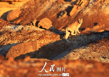 难得一见!新疆阿勒泰五彩湾景区惊现猞猁(图)