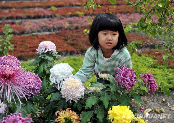 金秋赏菊