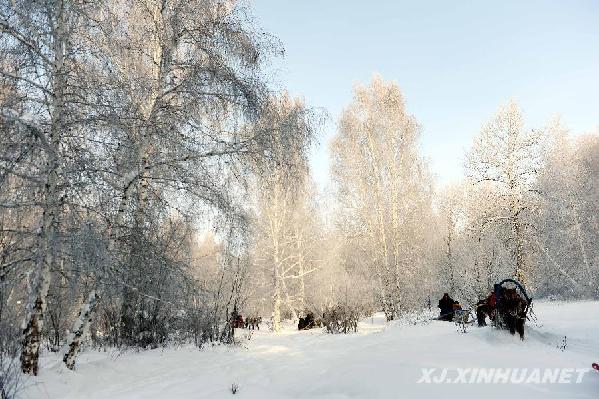 新疆冬季旅游的特殊交通工具--马拉爬犁