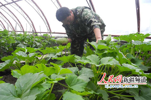 新疆伊犁边防支队派出所大棚蔬菜长势喜人（图）