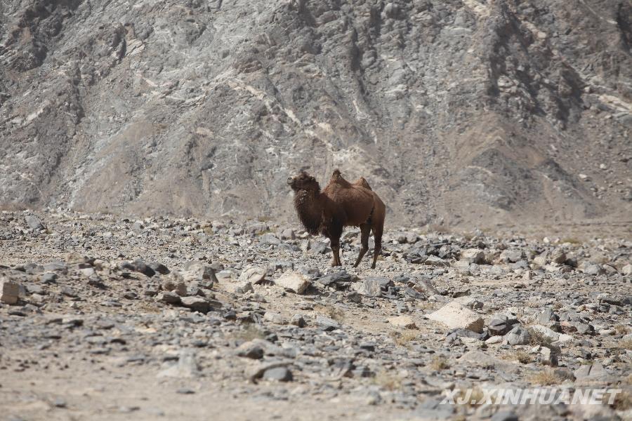 野骆驼有望帮助人类找到肿瘤、糖尿病治疗方法