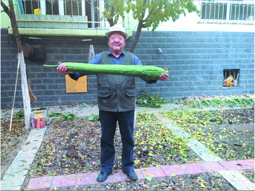 新疆昌吉一大爷种出一米长巨型丝瓜
