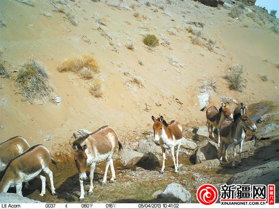 新疆罗布泊南部山区首次拍到雪豹（图）