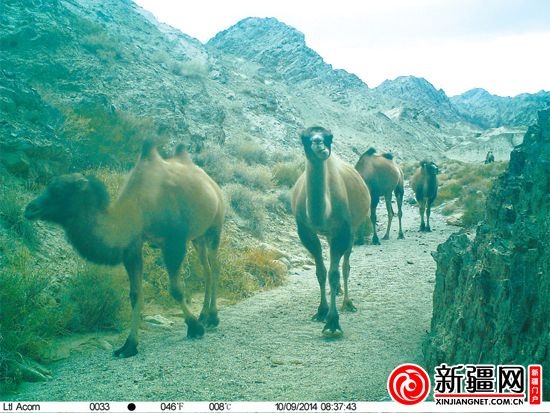 新疆罗布泊南部山区首次拍到雪豹（图）