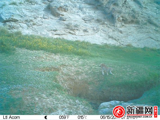 新疆罗布泊南部山区首次拍到雪豹（图）