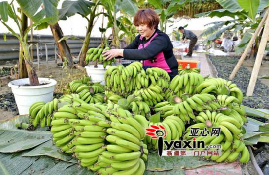 新疆兵团29团职工成功种植香蕉（图）
