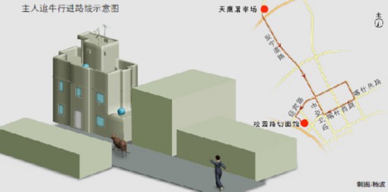 乌市安宁渠天鹰屠宰场待宰公牛夺路而逃狂奔八