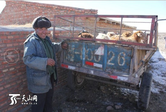 新疆和布克赛尔县发生产母羊促村民增收
