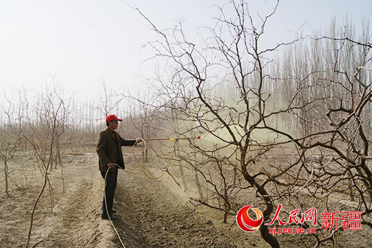 新疆若羌县22万亩枣树春季管理全面展开（图）