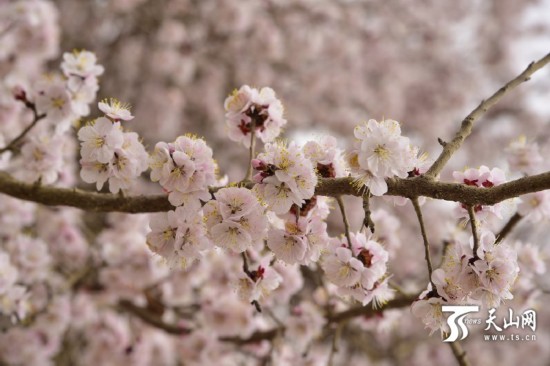 新疆若羌县：春天来了 杏花开了（组图）