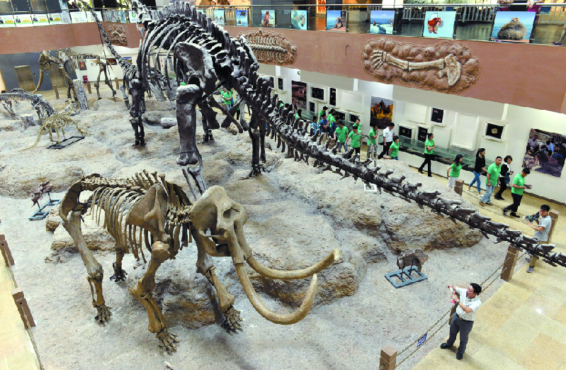 新疆昌吉首届冰河时代动物化石展5月底启幕