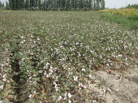 和硕：棉花绽开似白雪覆盖