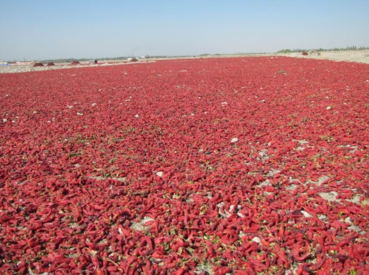 和硕戈壁晒椒忙