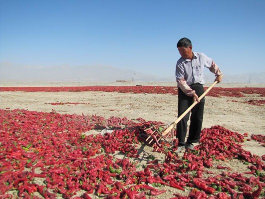和硕戈壁晒椒忙