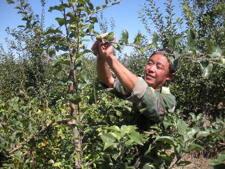 又到苹果飘香时