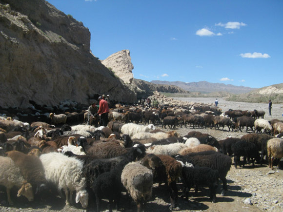 巴羌河畔唱响畜牧业经济发展