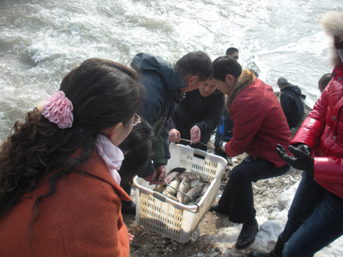 春节放生祈福 1.6吨鲤鱼游进伊犁河