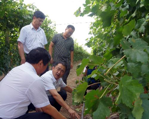 国家葡萄酒专家为新疆兵团第六师共青团农场葡萄酒产业发展“导航”