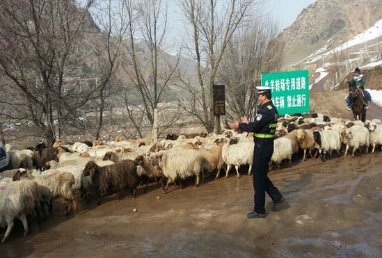 霍城县：为40万只牲畜转场打通“绿色通道”