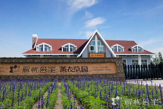 薰衣草绽放解忧公主薰衣草园