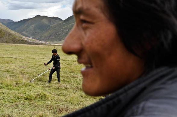 越来越多的藏族牧民选择定居生活