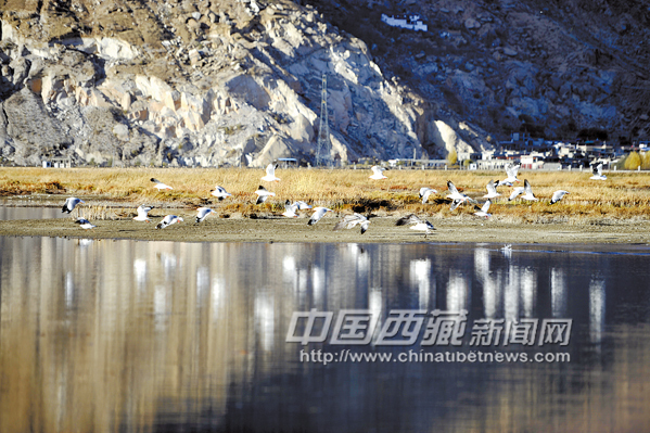 西藏拉鲁湿地秋沙鸥到了 半月后大批候鸟将至