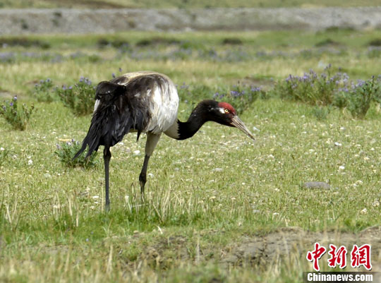 西藏野生动物迁徙繁殖季受全面保护