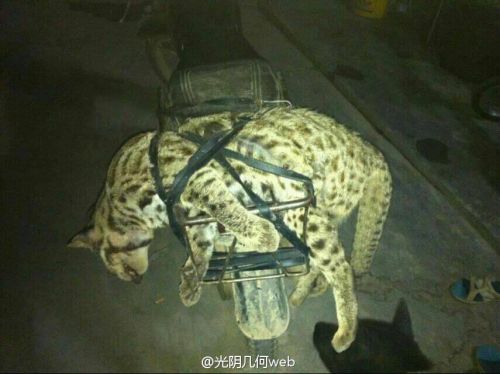 男子炫耀在西藏猎杀野生保护动物引众怒