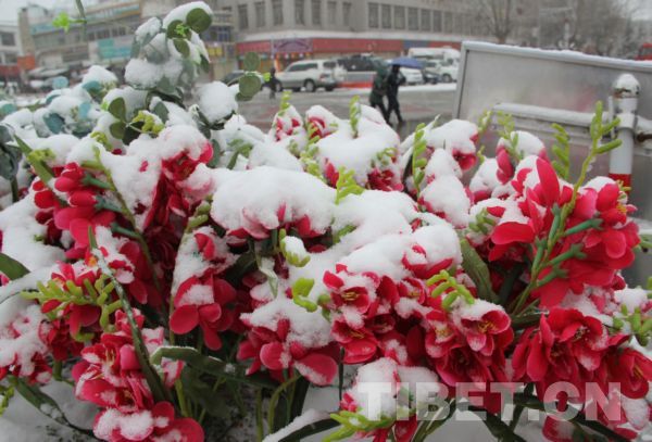 拉萨飘新年初雪 市民游客玩嗨了