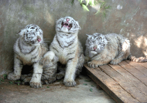 云南：“养”只白虎过虎年