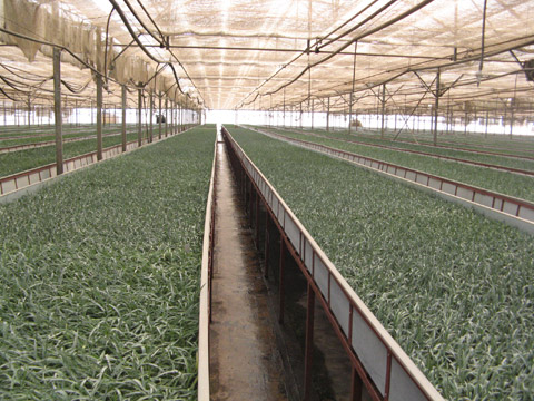 中国花博会9月开幕 云南举“特色”牌