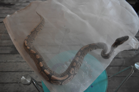 云南省委机关农场猕猴咬人 动物园吹管麻醉制