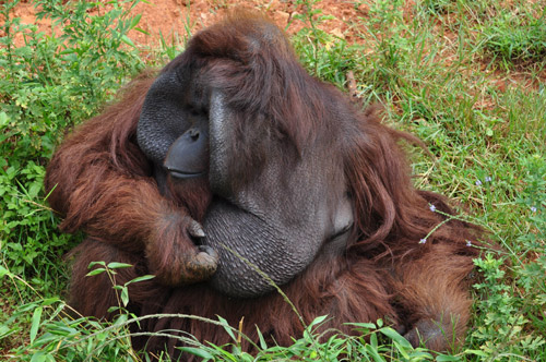 “培培”变成胖猩猩 如何减肥成难题