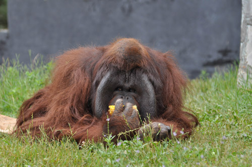 “培培”变成胖猩猩 如何减肥成难题