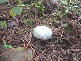 无量山中品山珍（组图）