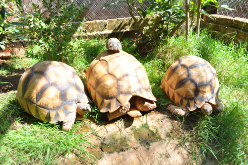 陆龟之王安哥洛卡登陆昆明[图]