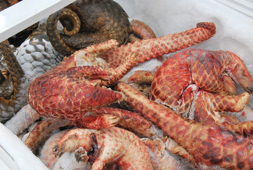 2008年3月13日,昆明市森林公安局多警种联合