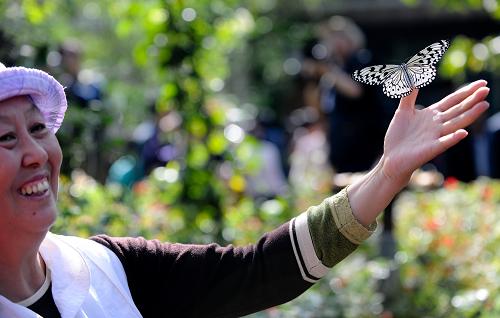 云南西双版纳野象谷趣味多