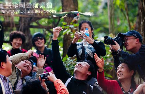 云南西双版纳野象谷趣味多