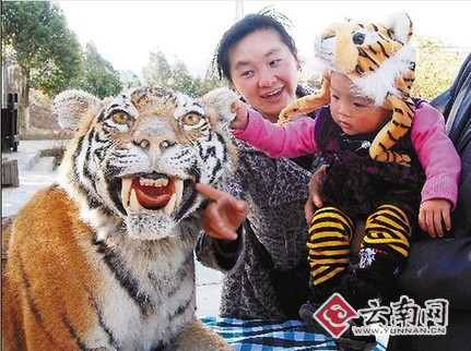 虎年将至 春城“虎味”渐浓