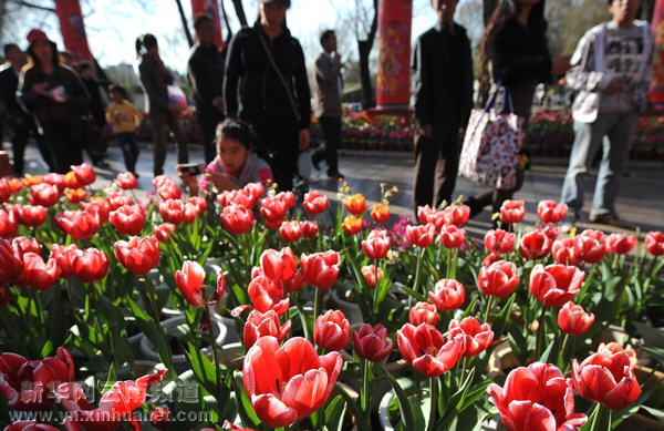 春节黄金周云南共接待游客520多万人次