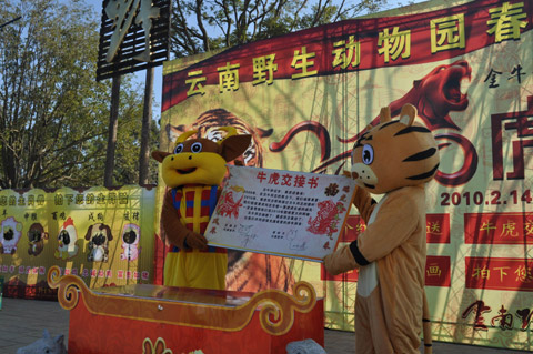 万人涌进云南野生动物园看老虎