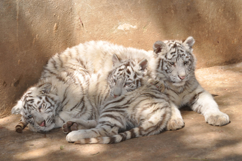 春节长假后动物患上“节后综合症”（图）